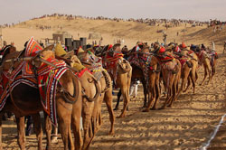 camel_safari